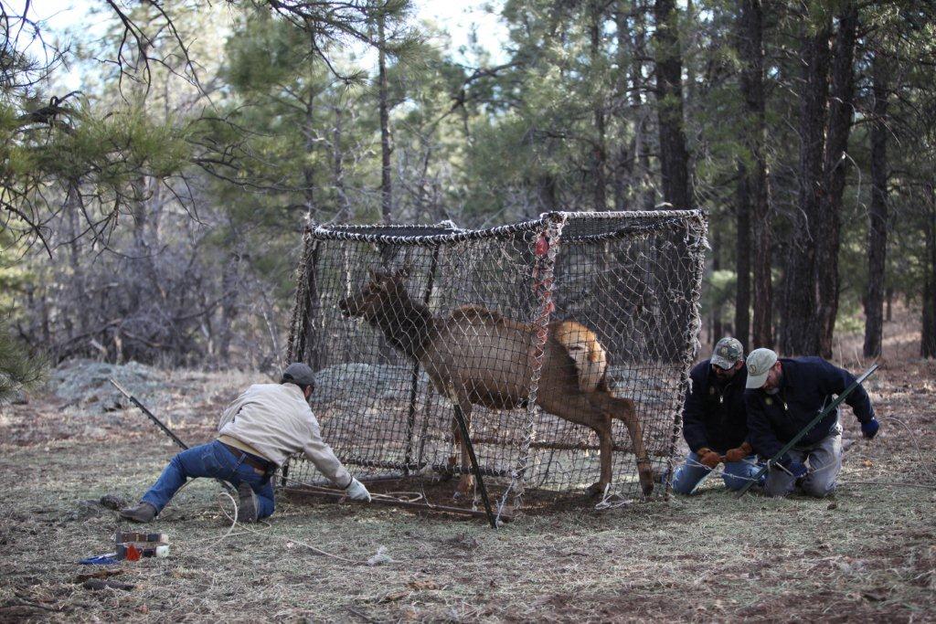 elk-in-trap-with-biologists