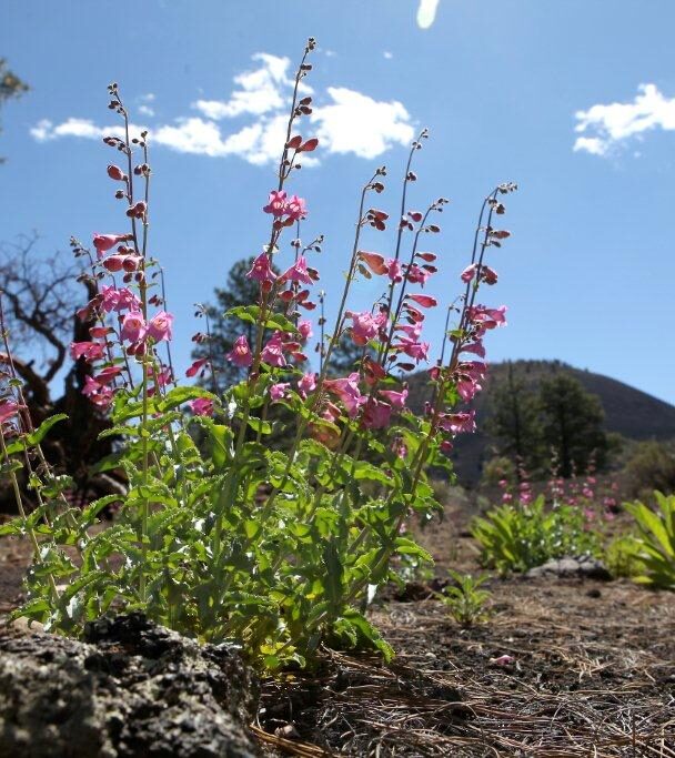 Rare Flowers