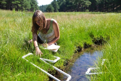 Returning the Wet to Wetlands
