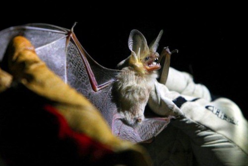 Bats Offered Alternative to Haunted Houses