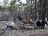 elk-in-trap-with-biologists