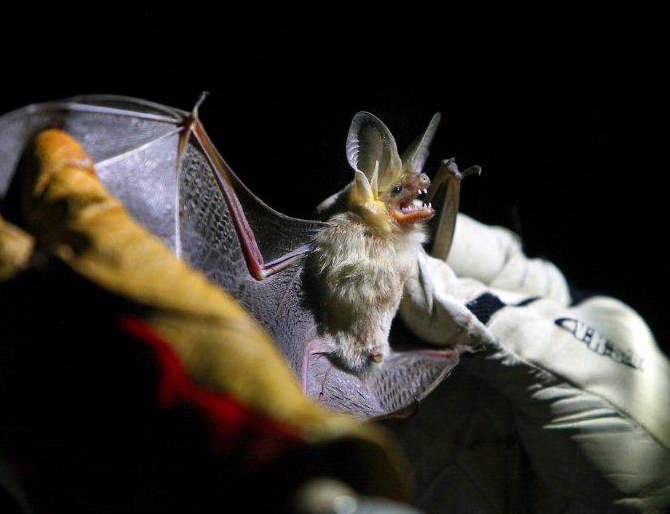 Bats Offered Alternative to Haunted Houses