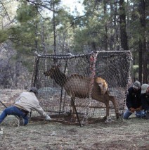 Northern Arizona Elk Getting The Collar